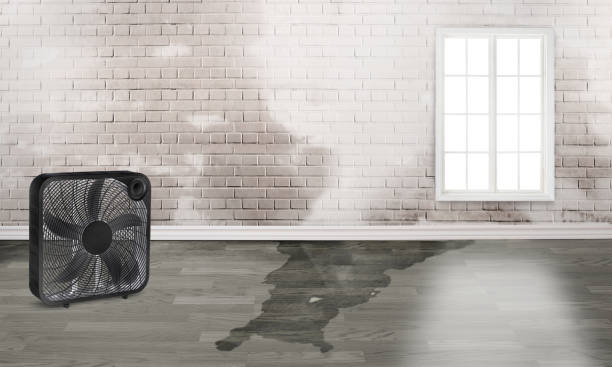 Best Basement water damage restoration  in Laverne, OK