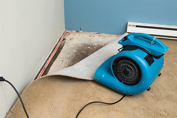 Best Mold removal after water damage  in Laverne, OK